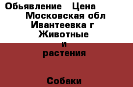 Обьявление › Цена ­ 20 000 - Московская обл., Ивантеевка г. Животные и растения » Собаки   